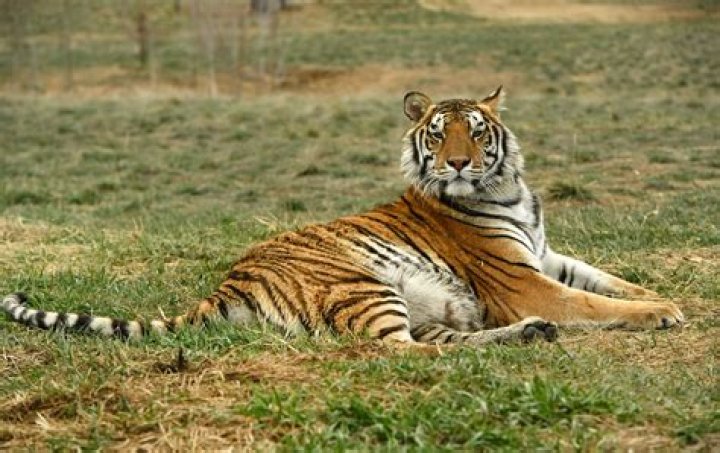 "Tiger King" & Netflix Sued For Allegedly Using "Ace Ventura 2" Footage Without Clearance