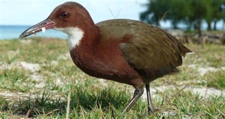 The Aldabra Rail Went Extinct Then Re-Evolved Into Existence