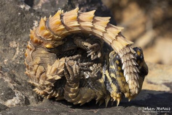 Meet The Armadillo Lizard: Planet Earth's Real-Life Mini-Dragon