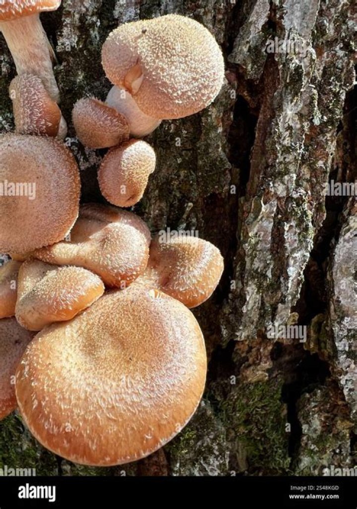 Humungous Fungus Uncovered Weighing 440 Tons And Covering 90 Acres