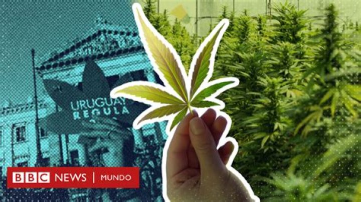 Aspen's Dogs Are Getting High Eating Human Feces Tainted With Weed