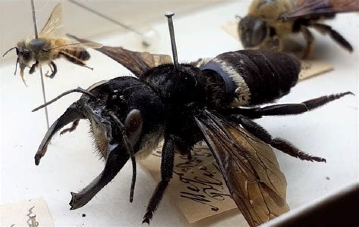 The World's Biggest Bee Has Been Rediscovered After Nearly 40 Years