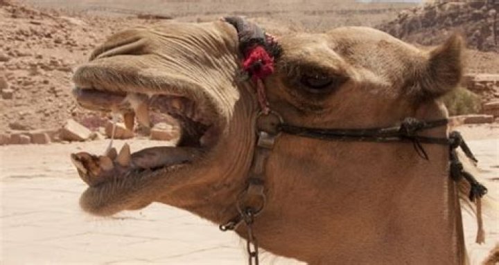 Camel Attacks Owner In India, Severs His Head