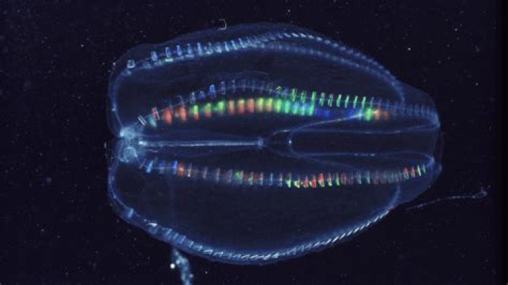 Comb Jellies Have An Anus That Only Exists When It's Needed
