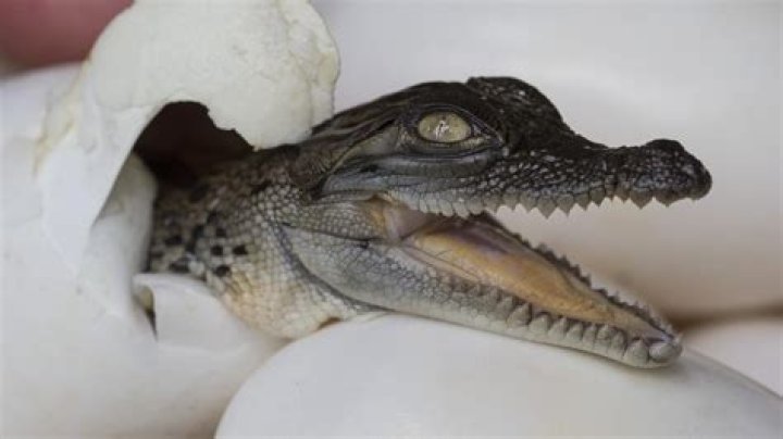 Researchers Document A Virgin Crocodile Birth For The First Time