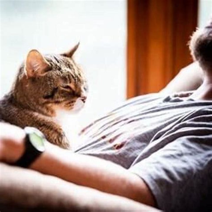 Do Russian Blues like to be held? – Celebrity.fm – #1 Official Stars, Business & People Network, Wiki, Success story, Biography & Quotes