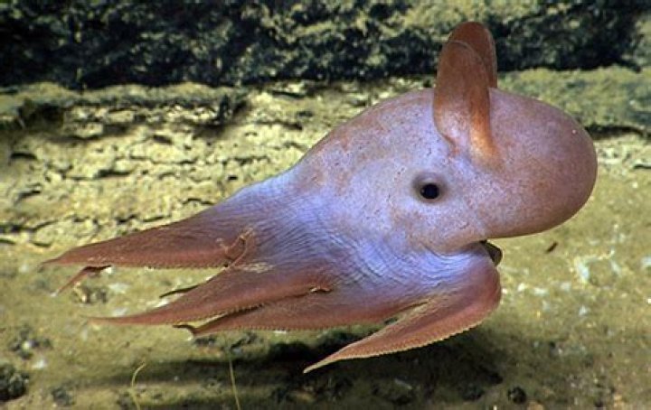Meet The Dumbo Octopus, The Deep-Sea Creature With Elephant 'Ears'