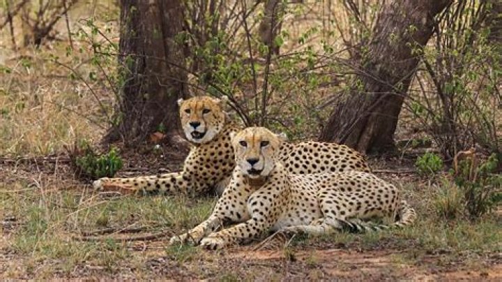 
Eight-member STF to look after cheetahs released in Kuno National Park 