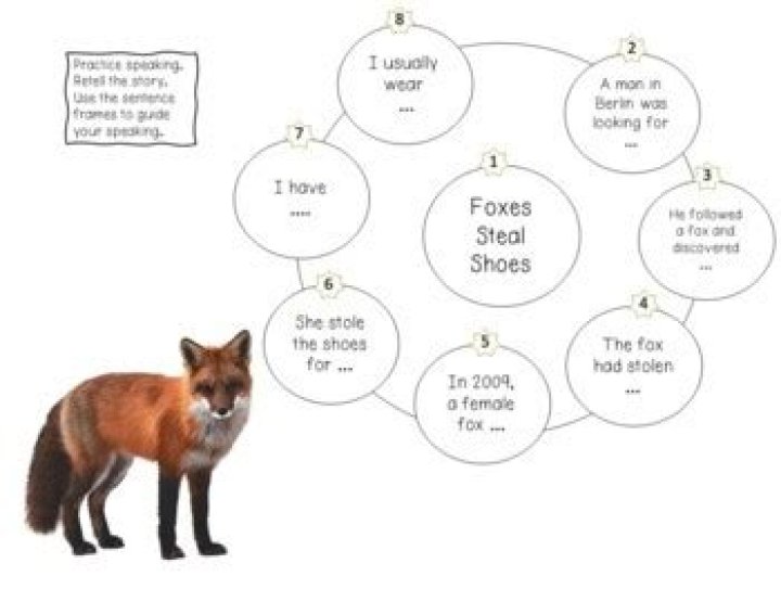 Thieving Fox Found With 100 Pairs Of Stolen Shoes