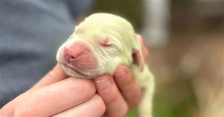 A Golden Retriever Puppy With Green Fur Was Just Born In Florida