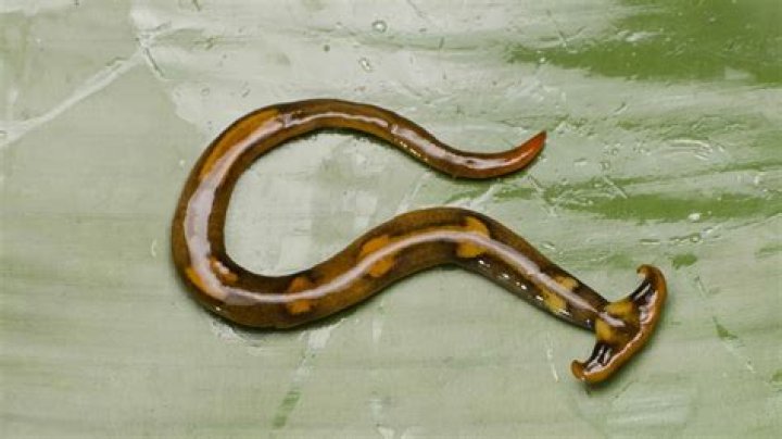 Weird 'Snake' Is Actually An Invasive Giant Hammerhead Worm