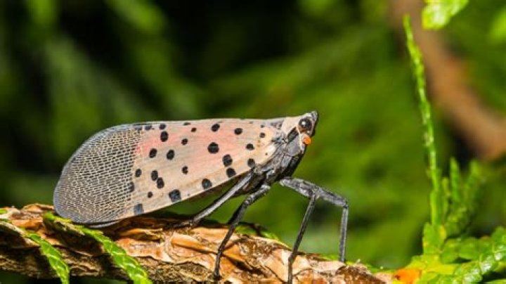 
How did the spotted lanternfly reach the United States? Exploring potential harm as insect experts advise swatting them 