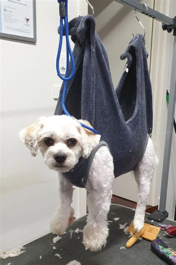 How do dog mushers make money?