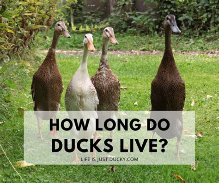 How long do house-elves live for? – Celebrity.fm – #1 Official Stars, Business & People Network, Wiki, Success story, Biography & Quotes