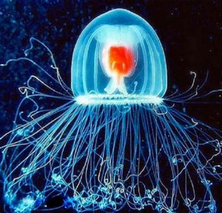 Inside The Turritopsis Dohrnii's Ability To Live Forever