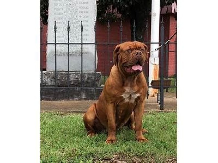 ¿Es Hooch un mastín? – Celebrity.fm