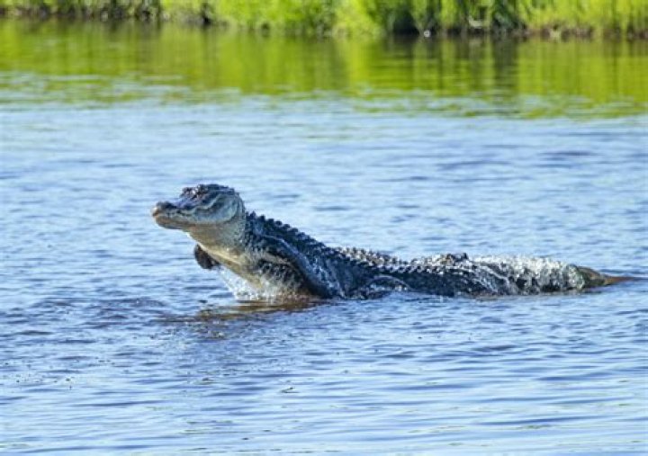Is there alligators in Crystal springs? – Celebrity.fm – #1 Official Stars, Business & People Network, Wiki, Success story, Biography & Quotes