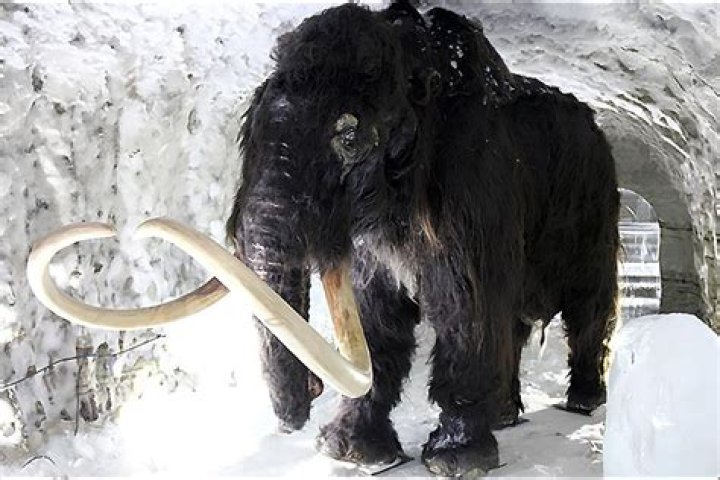 Paleolithic Settlement In Russia Reveals Mass Butchering Of Mammoths