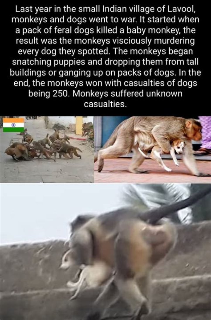 Monkeys In India Throw 250 Dogs Off Buildings In Cold 'Revenge' Killings