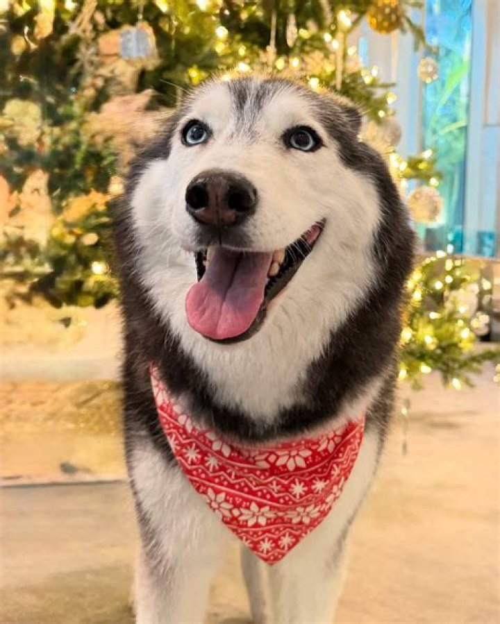 Meeka The Husky (Dog) - Age, Birthday, Bio, Facts, Family, Net Worth, Height & More