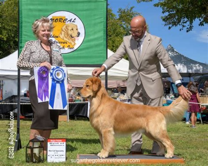 
Melanie Rock Dog Agility Abuse Update, What Did She Do At The AKC Tryouts? 