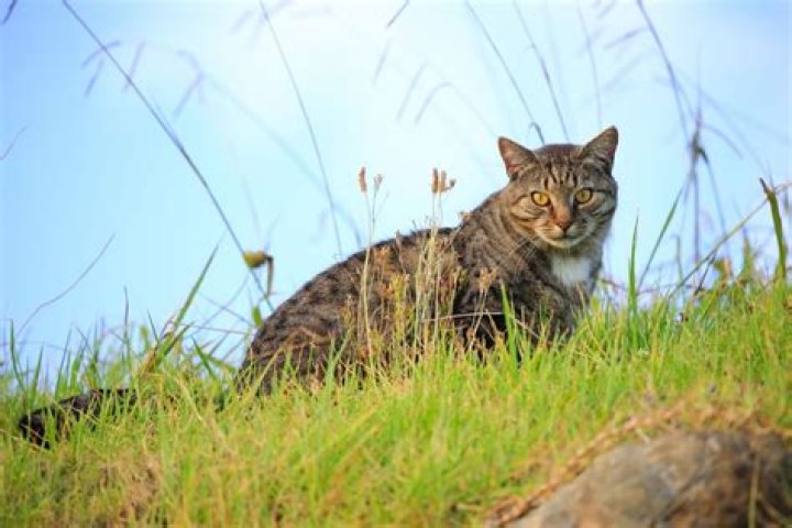 Children's Cat-Killing Contest Canceled Over Backlash