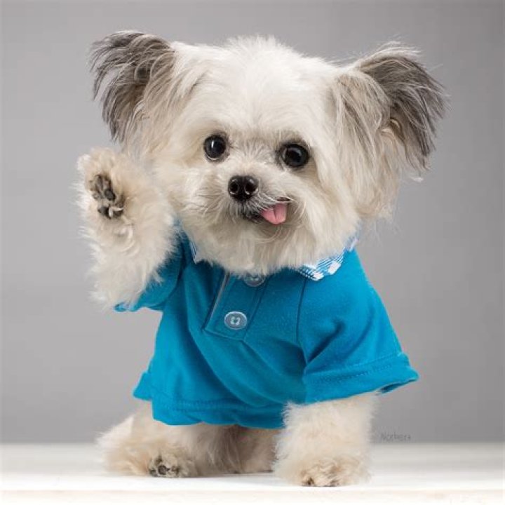 Norbert (Dog) - Age, Birthday, Bio, Facts, Family, Net Worth, Height & More