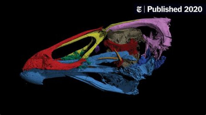 Oldest Fossil Of Modern Bird Ever Found, Dubbed 'Wonderchicken'