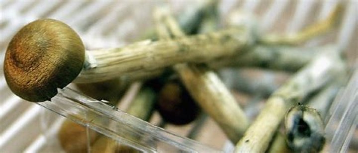 Oregon Becomes First State In The U.S. To Legalize 'Magic' Mushrooms