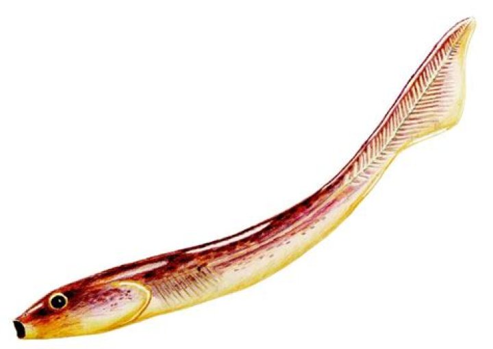 This Prehistoric Toothless Eel May Be Humans' Earliest Known Ancestor