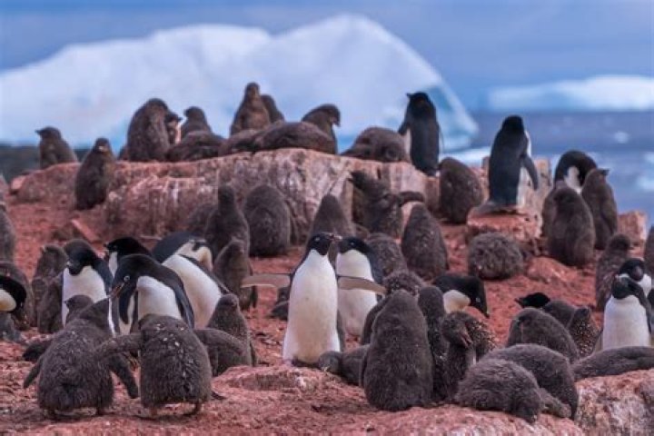 Penguin Poop Is So Pink And Plentiful That It Can Be Seen From Space
