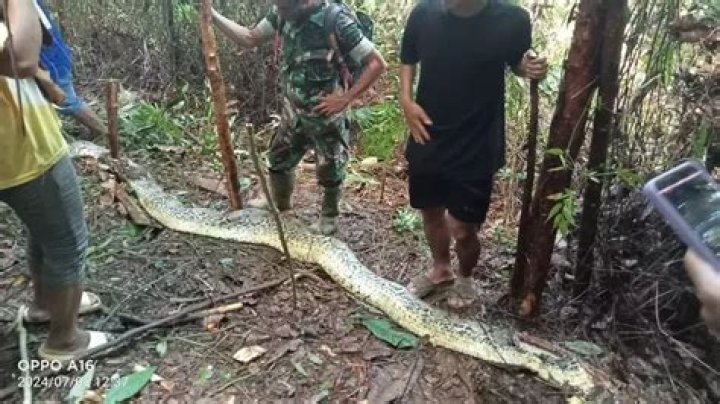 Mother Of Four Swallowed Whole By Python In Indonesia