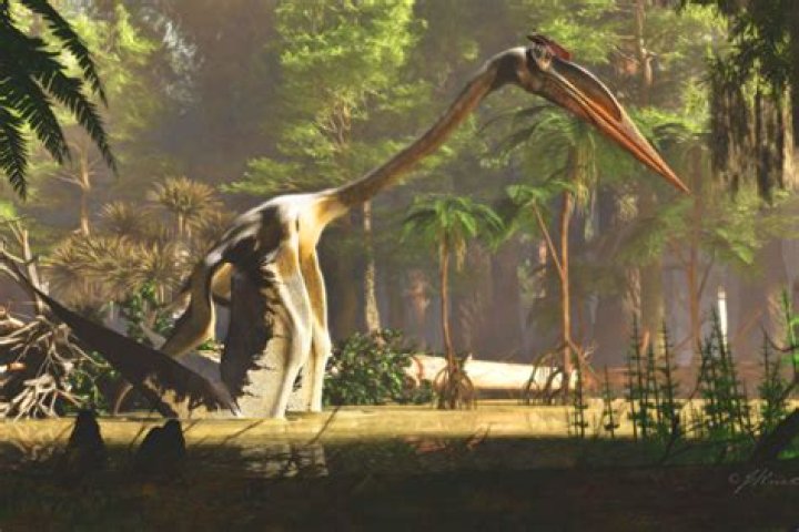 Quetzalcoatlus, The Largest Flying Dinosaur To Ever Live