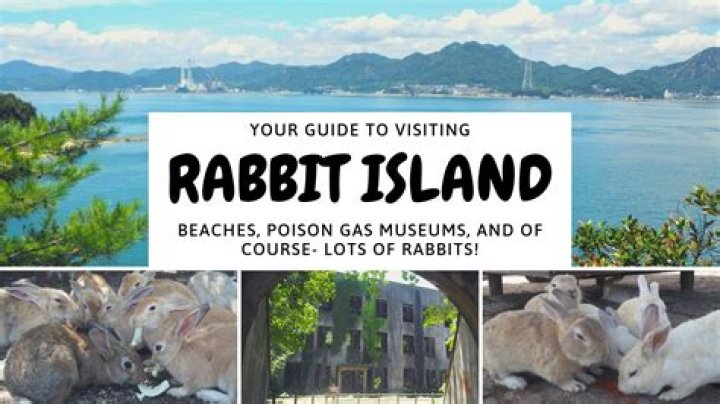 Okunoshima, A.K.A Rabbit Island, May Actually Be In Peril