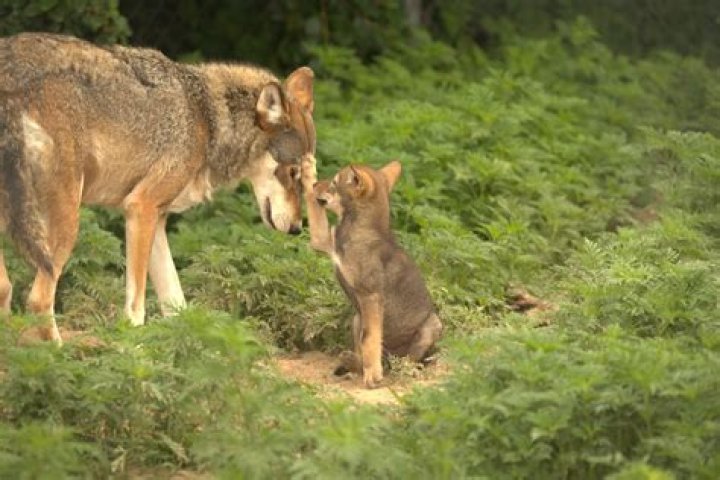 Endangered Red Wolf Pups Born In The Wild For First Time In Four Years