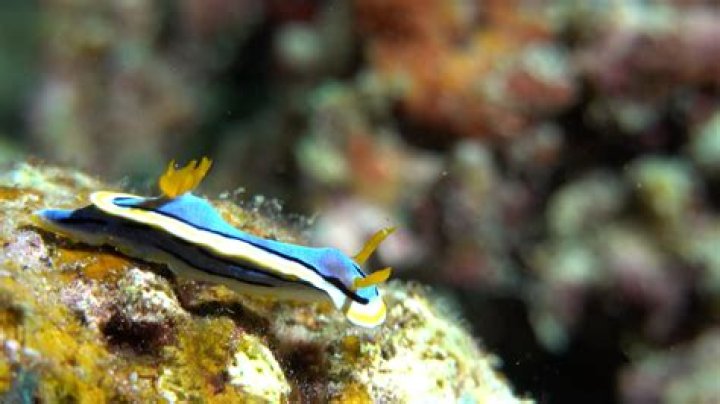 Unidentified Hairy "Globster" Washes Up On A Beach In The Philippines