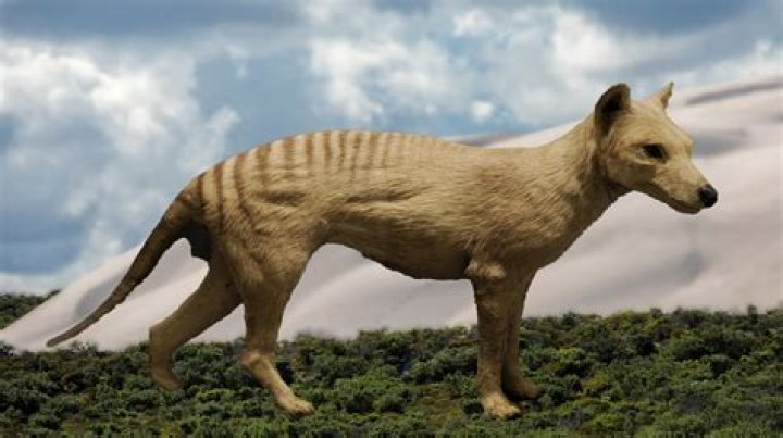 Scientists May Be On The Verge Of Pulling A Jurassic Park, Bringing The Extinct Tasmanian Tiger Back To Life