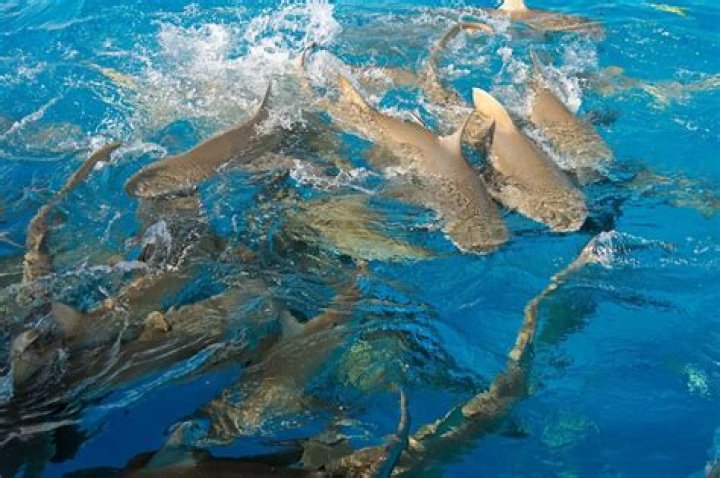 Tiger Sharks Feeding Frenzy Over Massive Whale [VIDEO]