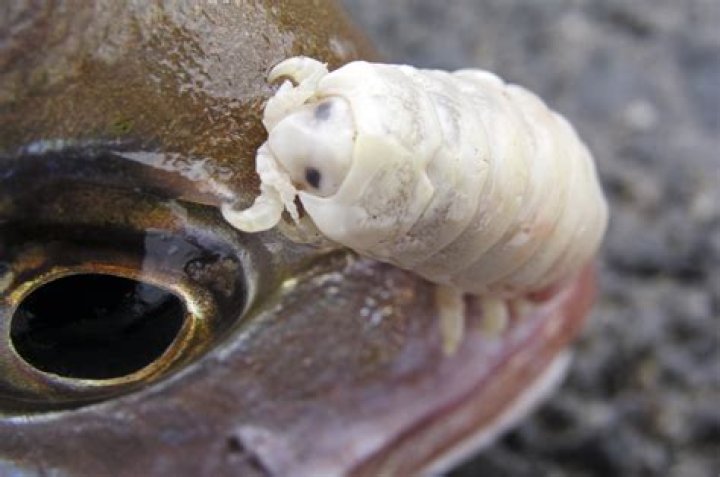 Biologist Accidentally Finds Tongue-Eating Louse In Wrasse Fish