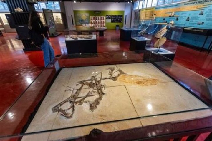 Scientists Reveal Most Complete Pterosaur Fossil Ever Discovered