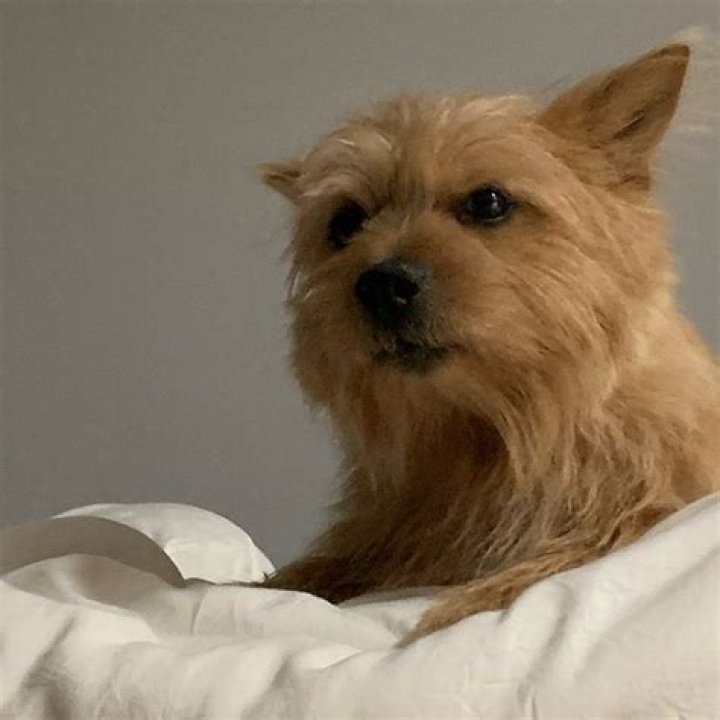 
Twice’s Momo Finally Apologizes To Seventeen’s Seungkwan On Behalf Of Her Dog 