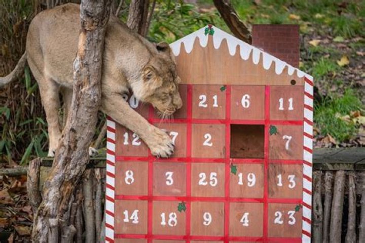 
U.K. Zoo Animals Get Advent Calendars Filled with Crickets, Nutmeg and More 