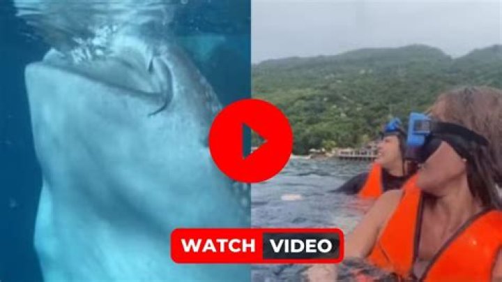 
Watch Video: Two women scared as Whale shark gurgling large quantities of water 