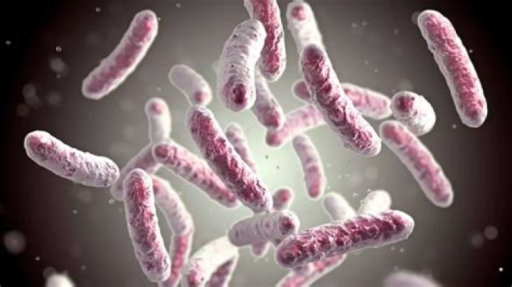 
What are Shigella symptoms in humans? Spread explored as CDC warns about drug-resistant stomach bug 