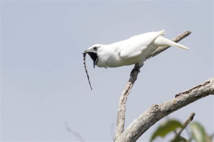 The Loudest Bird In The World Has A 'Deafening' Mating Call