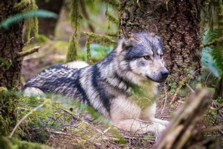 Mutilated Skeletons Discovered Beneath Hitler's Wolf's Lair