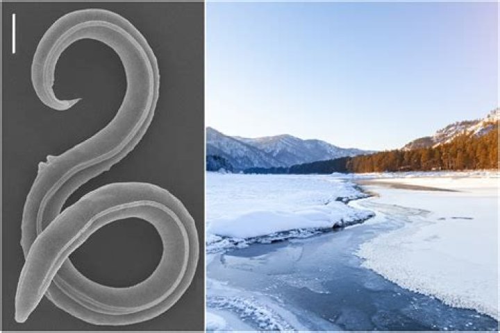 These Worms Unfrozen After More Than 30,000 Years Are Now The Oldest Living Animals On Earth