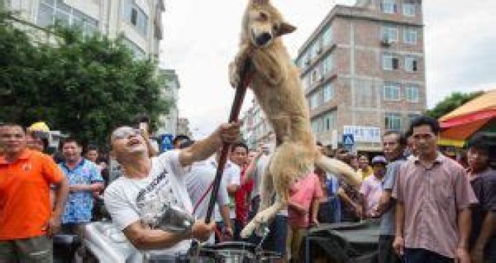 Yulin Festival, Inside The Controversial Dog Meat Eating Event In China